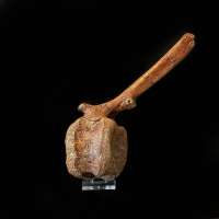 Dinosaurus Wervel Edmontosaurus